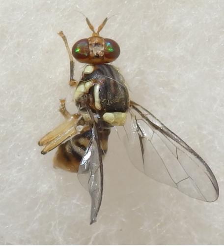 Réf. 224 777 : Bactrocera sp.